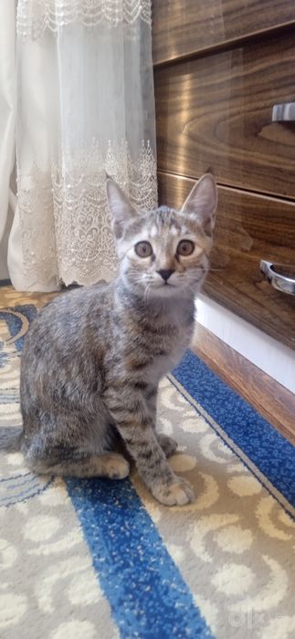 Mushuklar bepul/Котята бесплатно