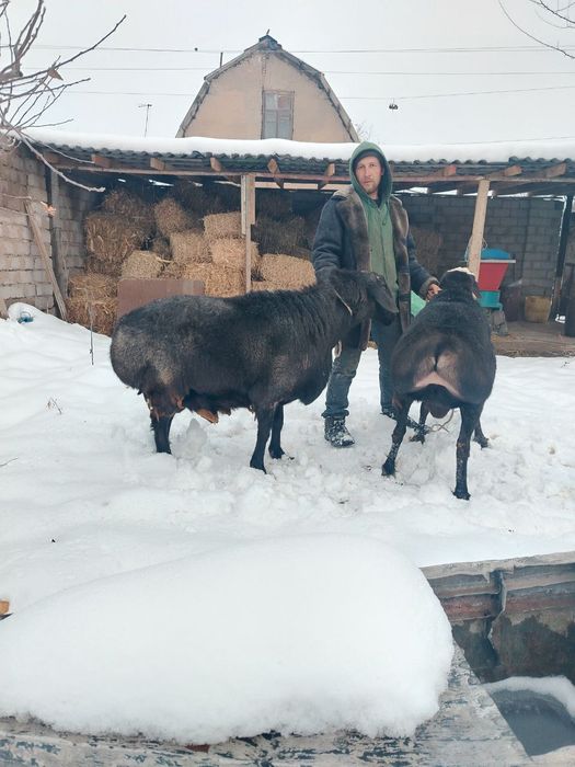 Продам Баранов живой вес 120 кг