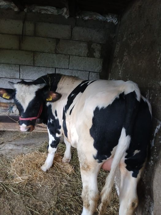 De vânzare 2 viței