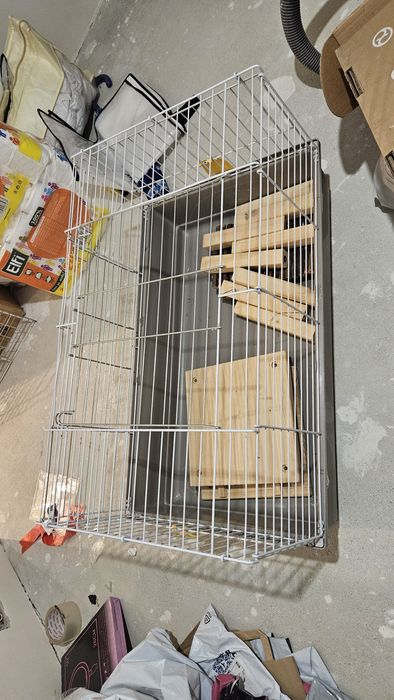 Cusca porcusori guineea