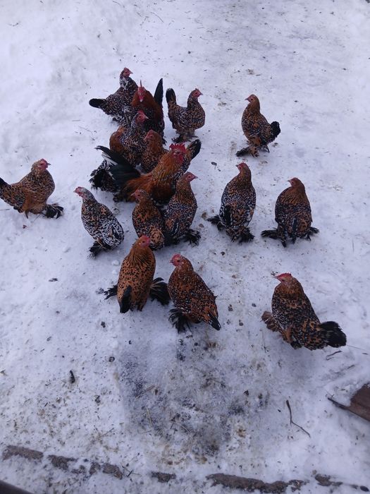 Ouă mii de flori varietatea porțelan auriu