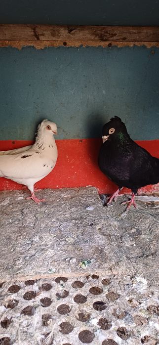 Porumbei Voltați indieni,voltatii normali  jucători și satineti