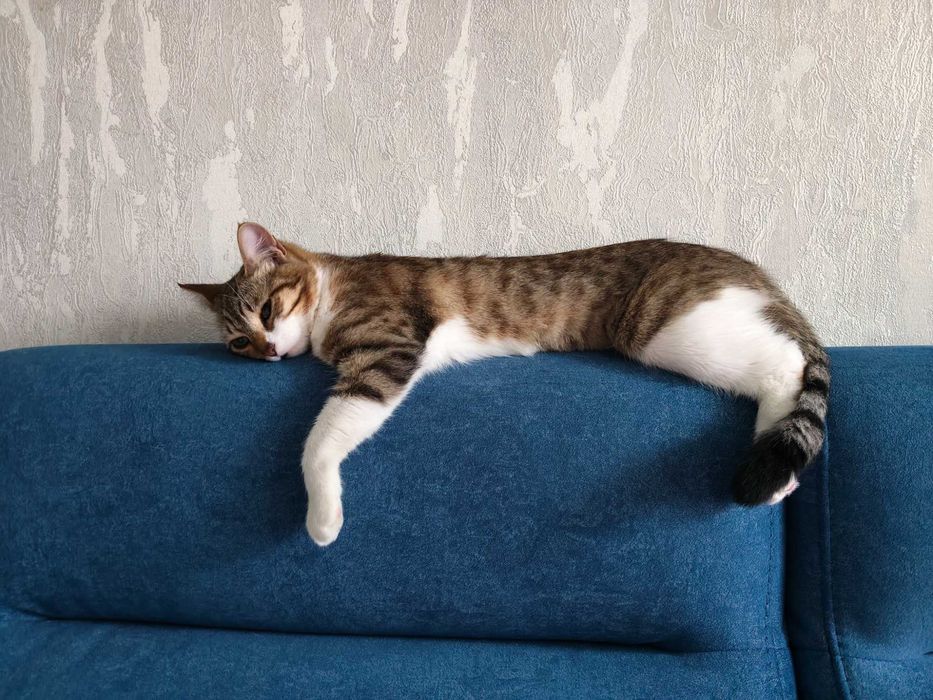 Отдам в хорошие добрые руки