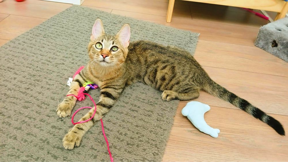 Pisicuta Paula pentru adoptie