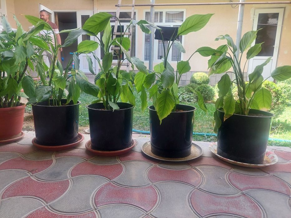 Ofis maktab uy uchun gullar