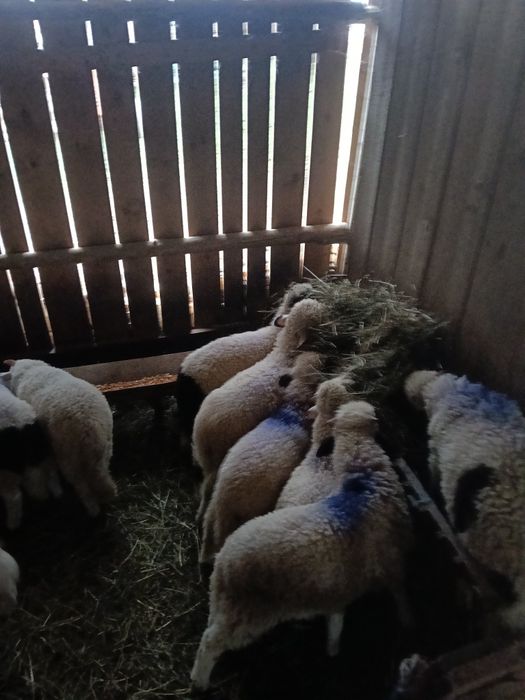 Miei de vânzare kg 23