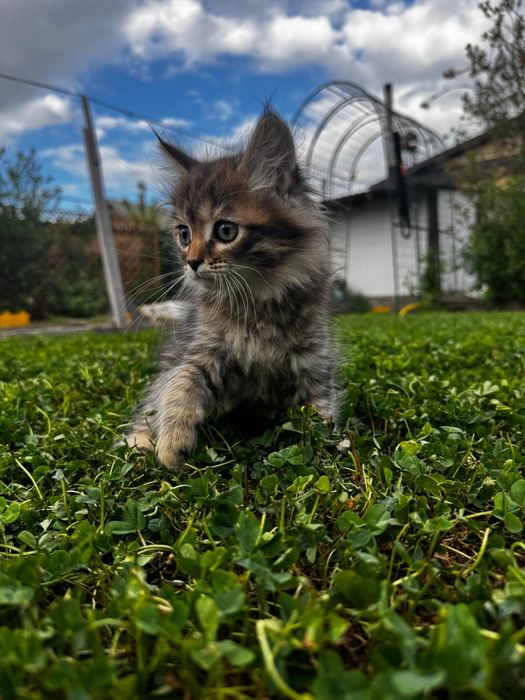 Котёнок метис мейн-кун