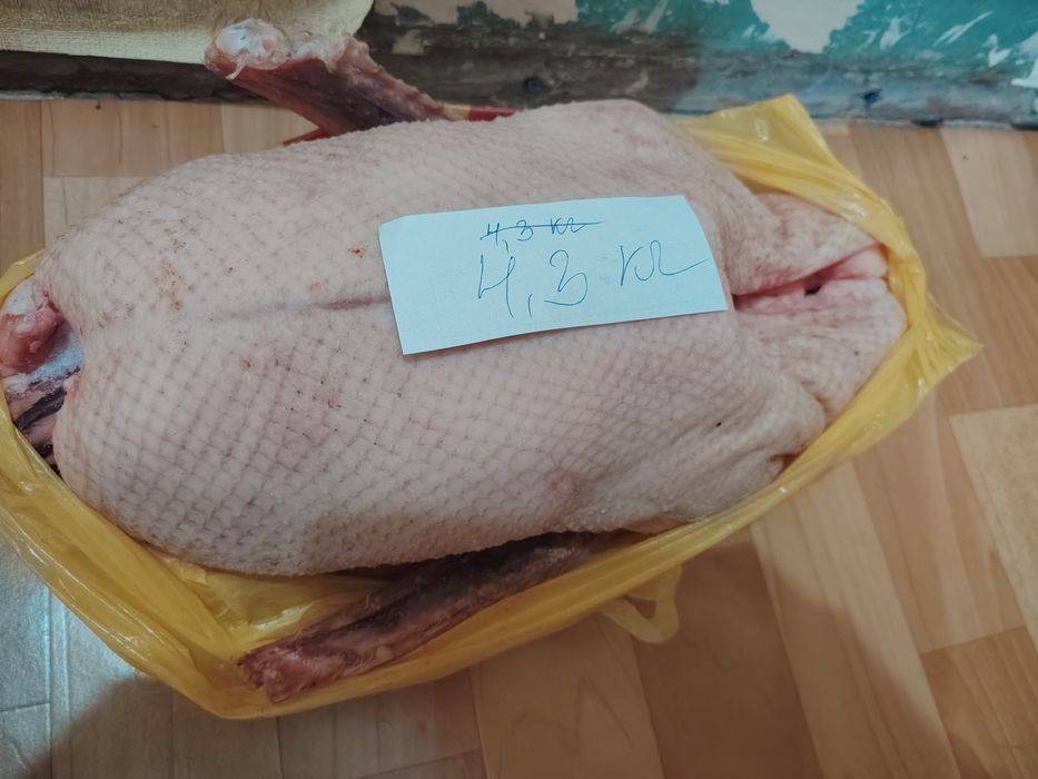 Продам домашних гусей