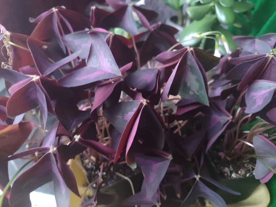 Продам комнатные цветы.