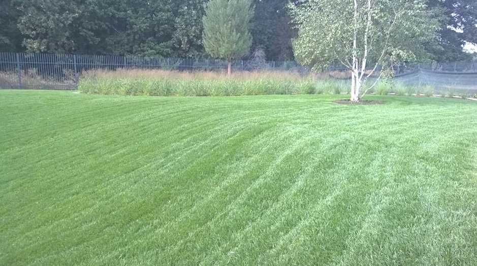 Gazon de Calitate Superioară – Rezistență Maximă la Trafic