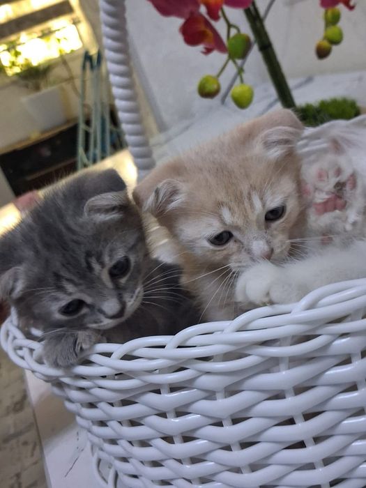 Скотиш фолд 2 месячные котята