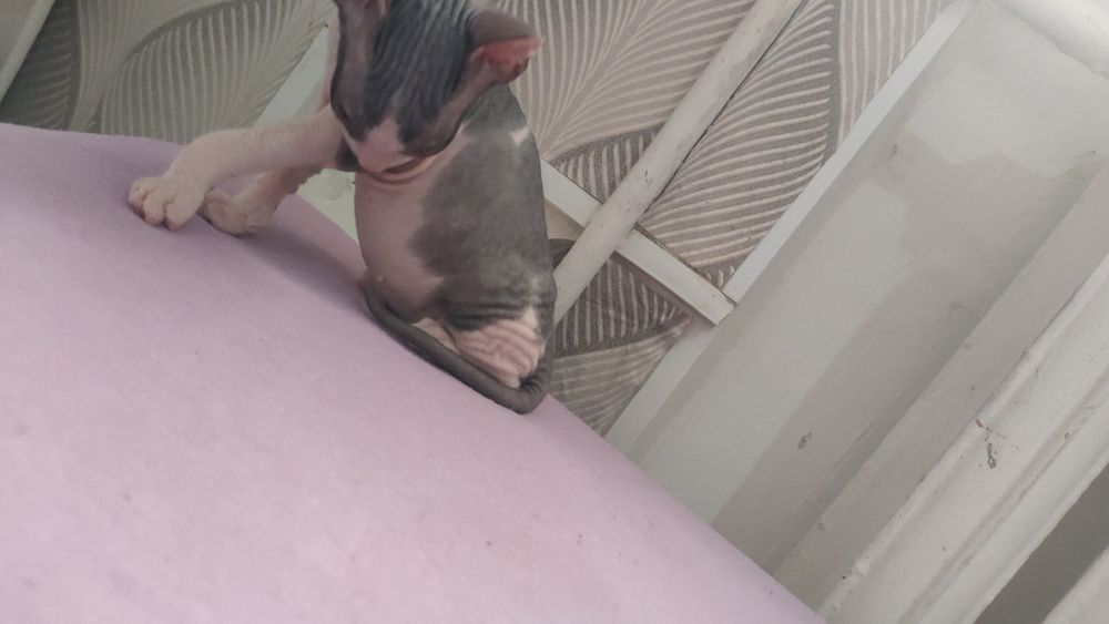 Продам котят породы сфинкс