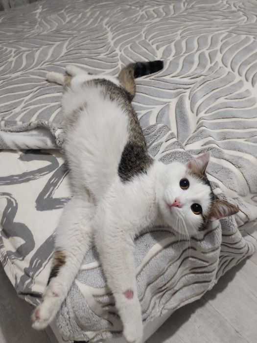 Отдам кота в добрые руки