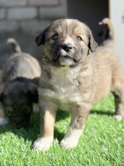 Отдам девочек в хорошие руки