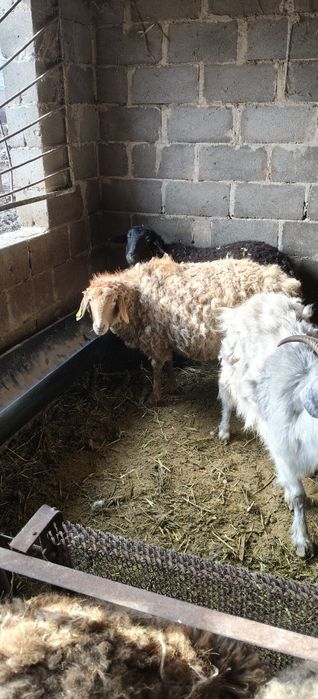 Уш токты быр сек сатылымда.