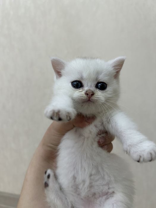 Котята Британские Шиншилы