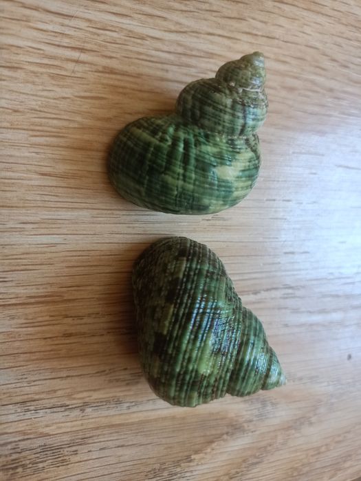 Ракушки от 1500 до 9000