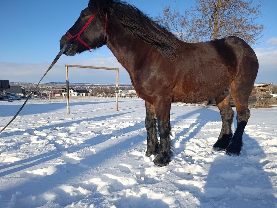 Cal de vânzare de 4 ani