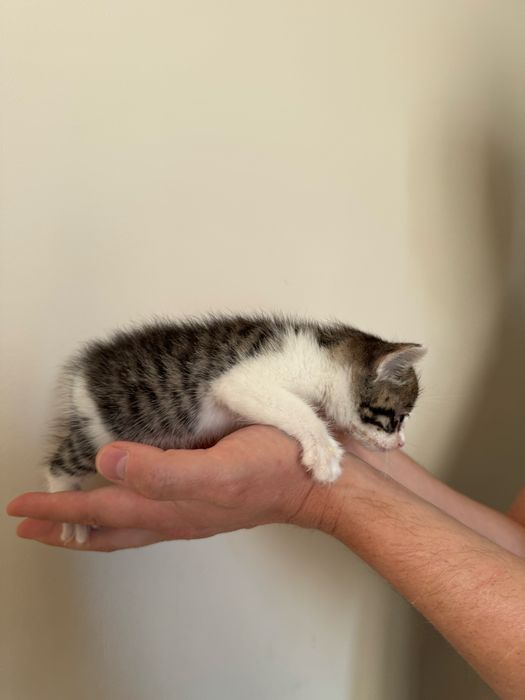 Отдам котенка мальчик
