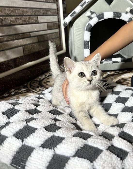 Scottish Fold va Scottish Straight