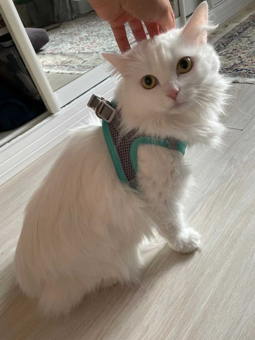 шлейки для питомцев