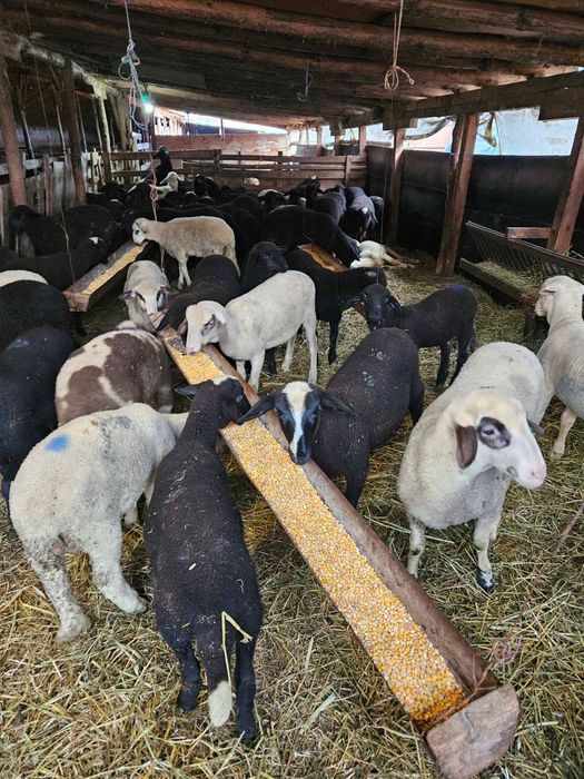 Агнета за продаване