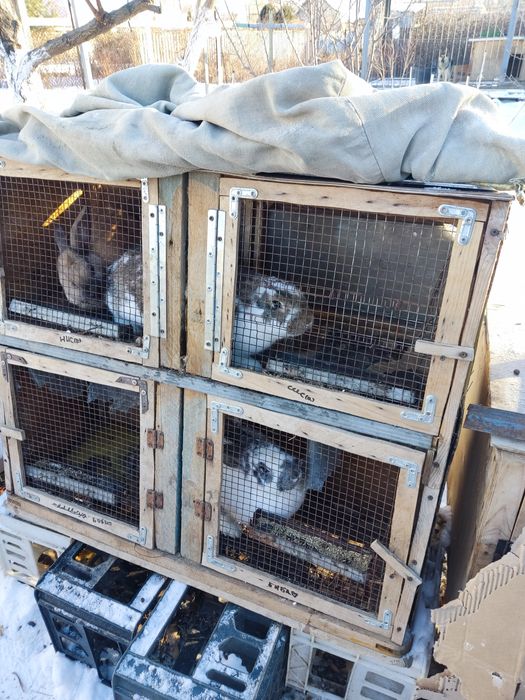 Клетки для кроликов