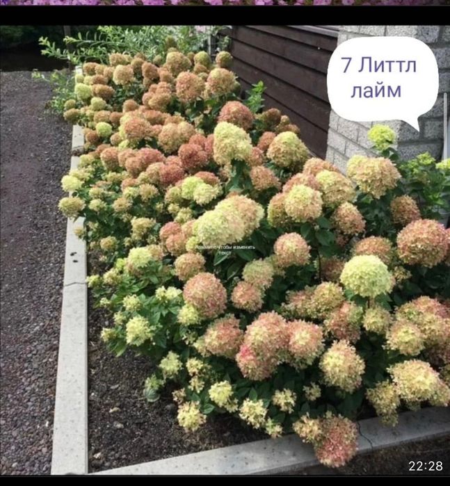 Продам гортензии