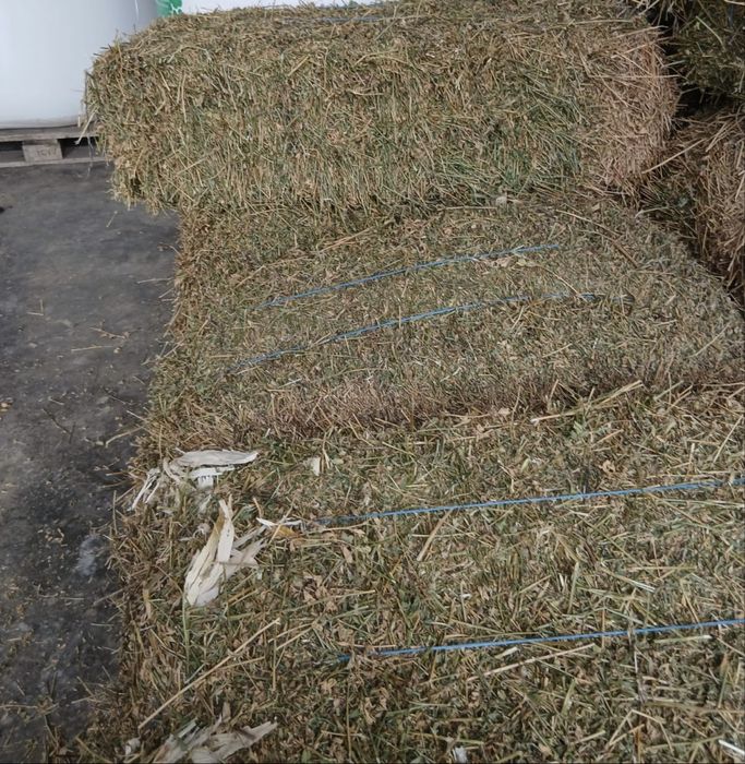 Porumb recolta 2025 Baloti lucerna coasa 4