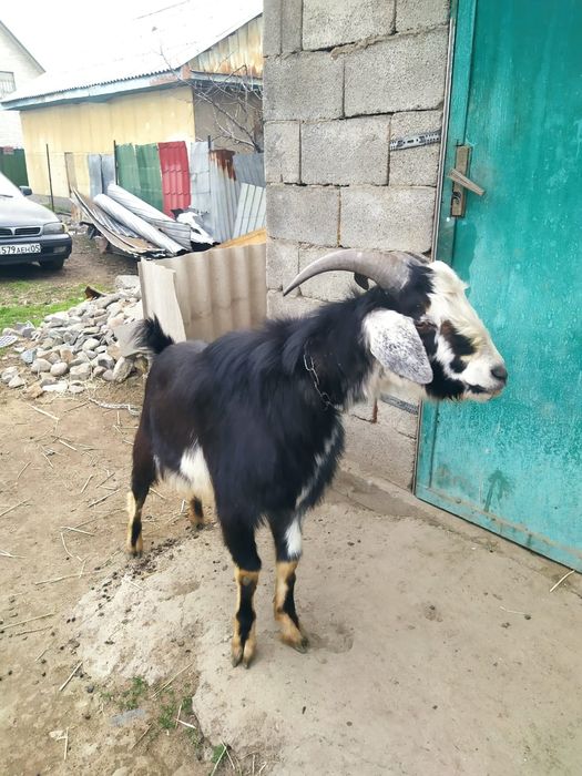 Жас ешкілер 2 лағымен Теке