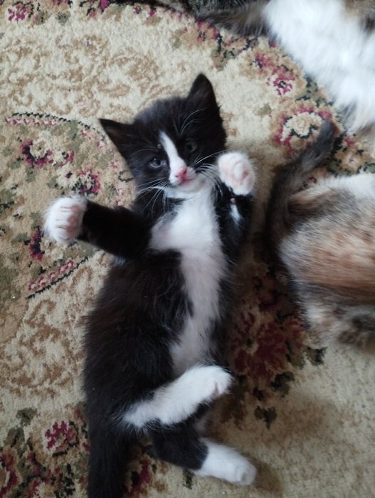 Отдаём котят в добрые руки