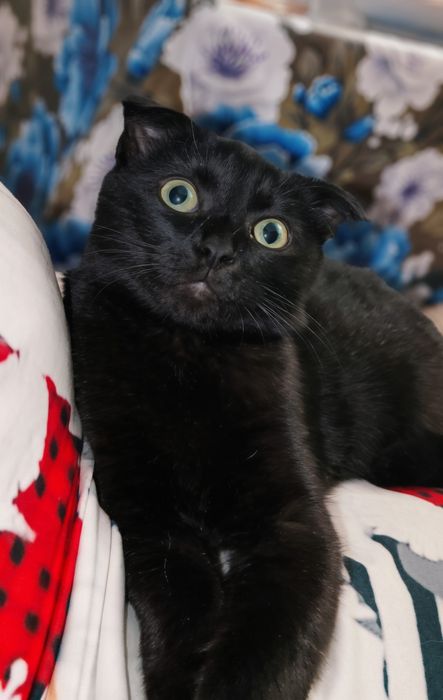 Шотландский котик скотиш фолд
