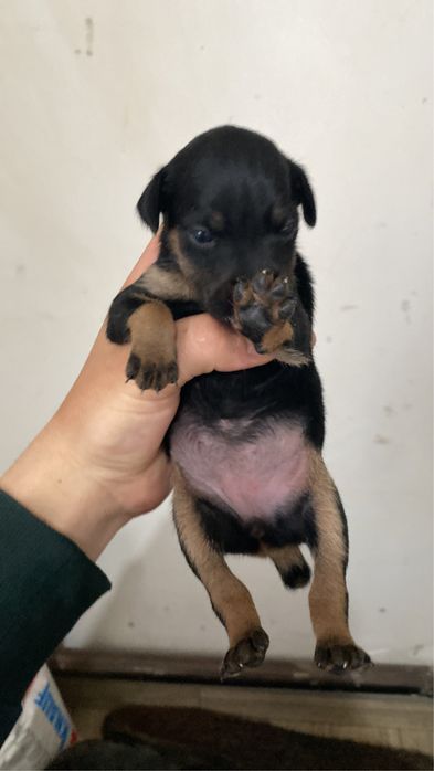 Ягтерьер щенки чистые