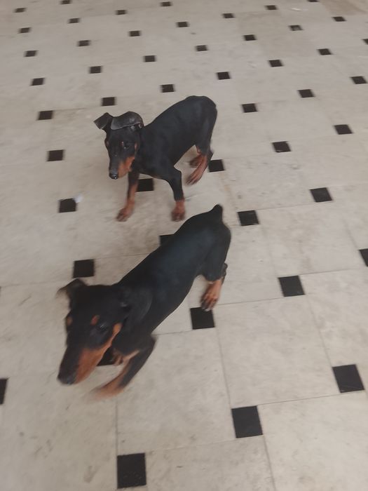 Хороший собака воспитание