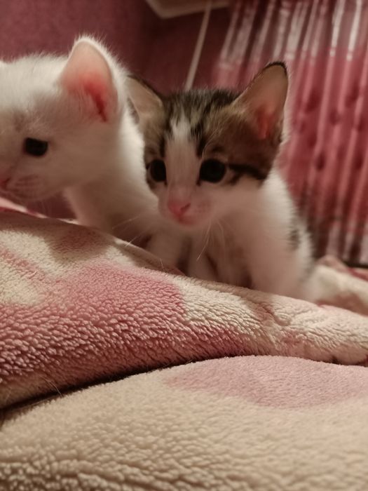 Котята один месяц родились девочки