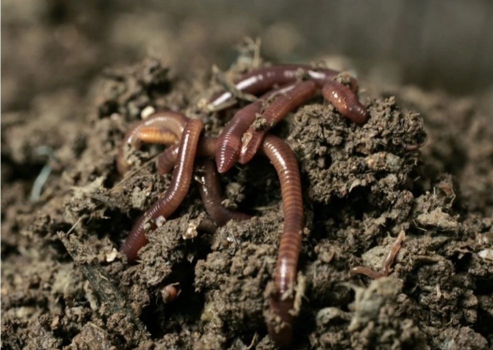 Продам Биогумус натуральный