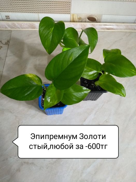 Сциндапсус, Филодендрон