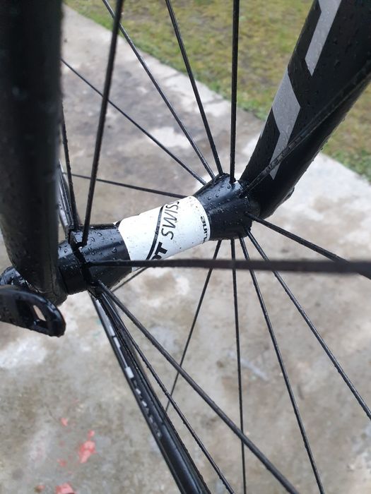 Cursiera carbon.