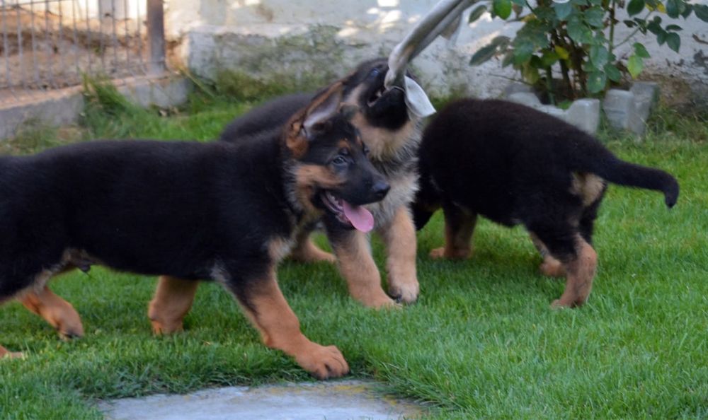 Pui ciobanesc german cu pedigree