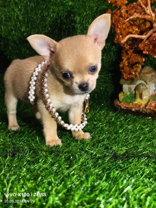 Продам щенков чихуахуа