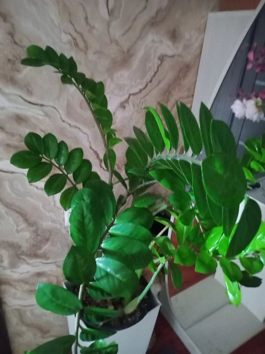 Продам.    цветы