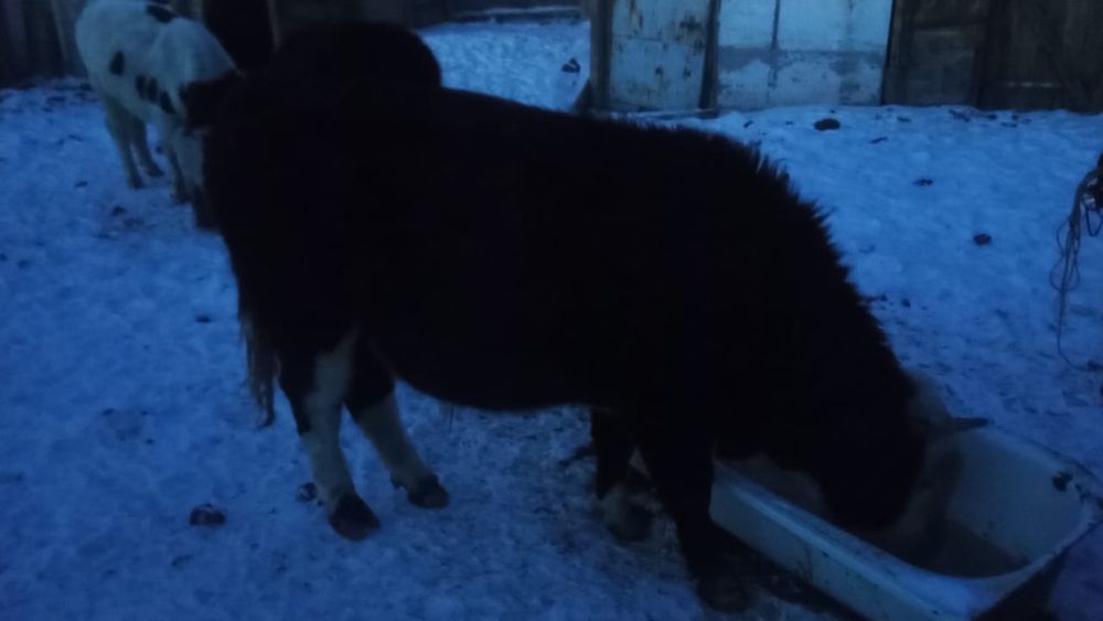 Продам……………………………….::