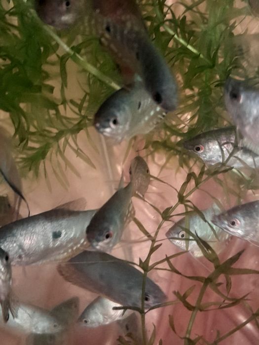 Аквариумные рыбки