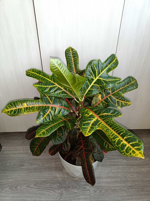 Kroton, filodendron, ficus peste 1 m înălțime
