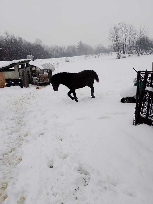Vând mânzi de 6 luni