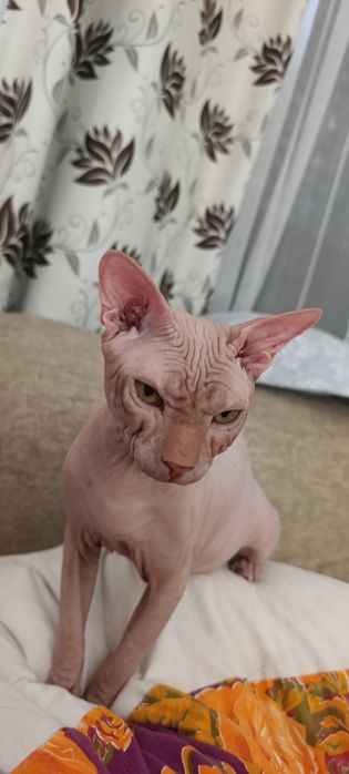 Котик породы Канадский сфинкс