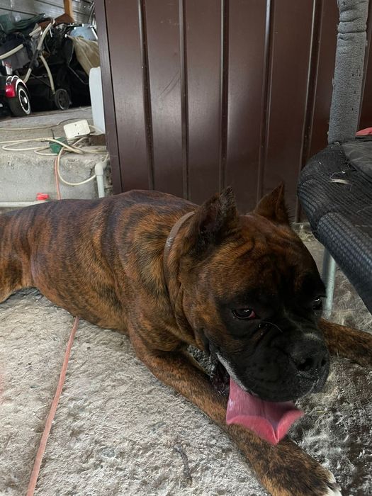 Срочна продам в добрые руки