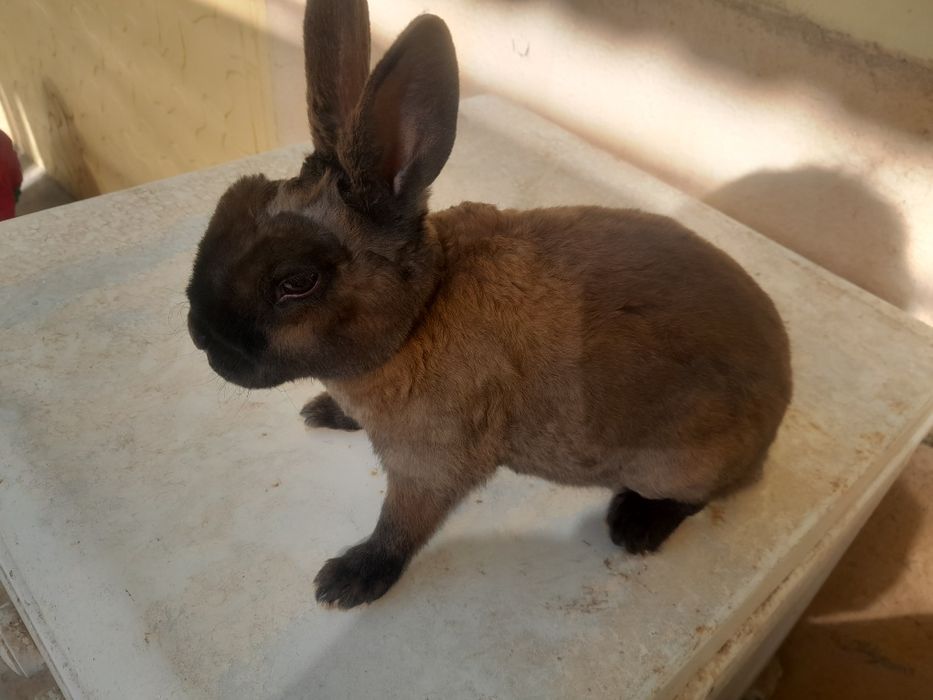 Quyon bolasi 3 oylik