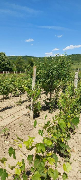 VIE - Viță de Vie nobilă