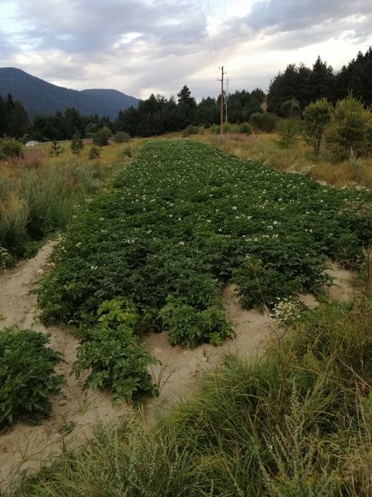 Картофи Семе Сорт Сорая